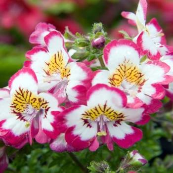 250 Schizanthus wisetonensis Butterfly Flower Seeds