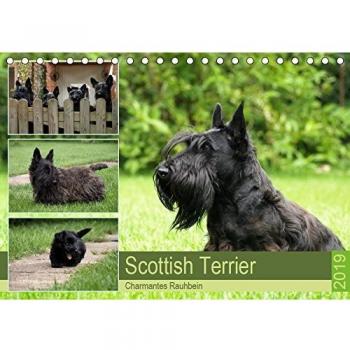 Scottish Terrier