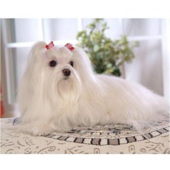 Maltese Canine Diamond Embroidery Pack – 5D, 20x30cm