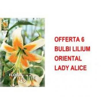 Bulbi Lilium Oriental Lady Alice
