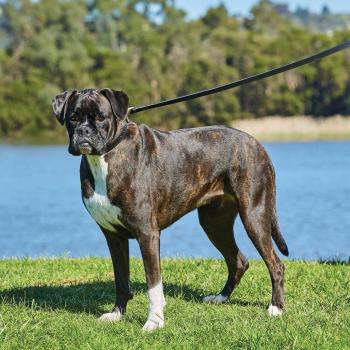 Weatherbeeta Padded Leather Dog Collar