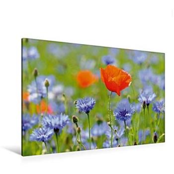 Calvendo Panorama „Kornblume“ – 120 x 80 cm, Fertigbild auf Leinwand
