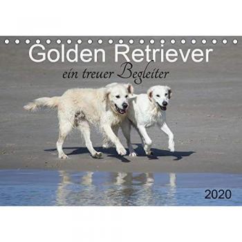 Golden Retriever ein treuer Begleiter