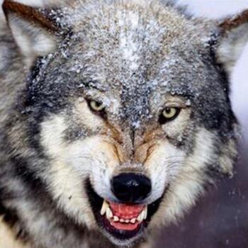 Rundes Home Decor‑Mosaik: Diamant-Kreuzstich „Wilder Wolf“, 30 × 30 cm