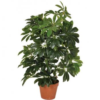 Planta Decorativa Cheflera 65cm