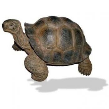 Tortuga de resina 30 cm gigante Seychelles