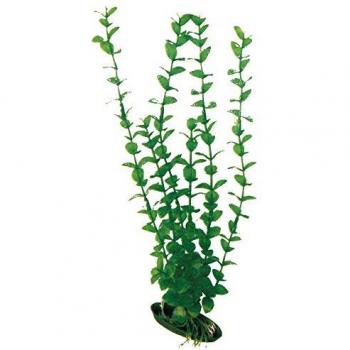 Rotala 12 cm Amtra