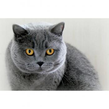 Jacky‑Fotos: GRAUE Engel Katzenmotiv – 45 x 30 cm Textil-Leinwand