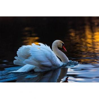 Papermoon Wasserfluss-Schwan Tapete – HD‑Scan, 80 × 120 cm