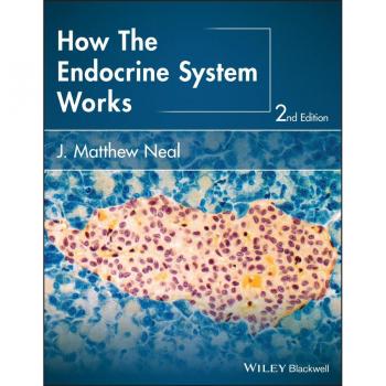 How the Endocrine System Works