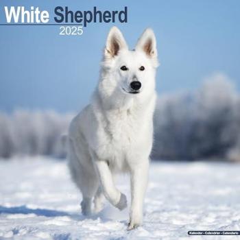 White German Shepherd