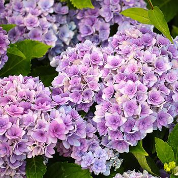 Semillas de Hortensia “Bola de Nieve” Rara y Natural