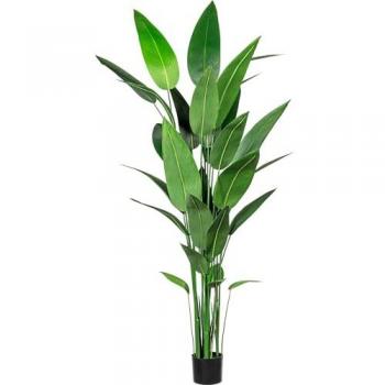 Canna glauca alta 210 cm