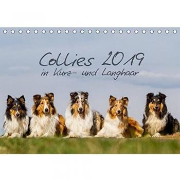 Collies 2019 in Kurz