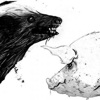 Honey Badger, Pig
