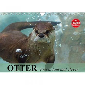 Otter. Frech, laut und clever