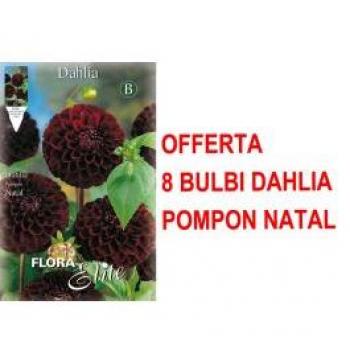 Palloncini di Dahlia 8x