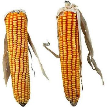 Trixie Maize Cobs for rodents