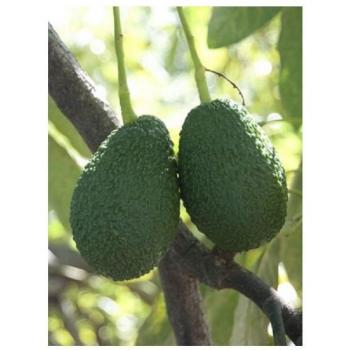 Avocado Lamb Hass – Persea Americana, frutto ricco di grassi salutari