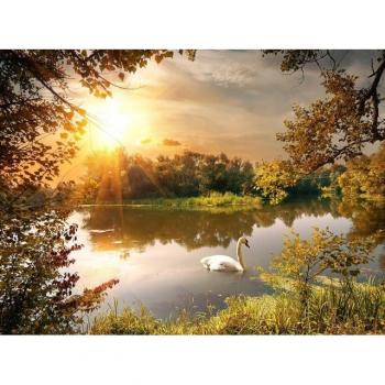 Papermoon Wandtapete Schwan am Teich
