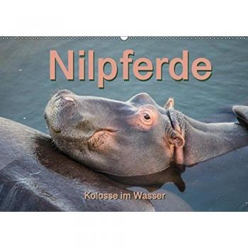 Nilpferde, Kolosse im Wasser