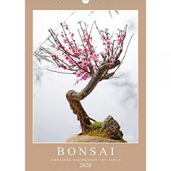 Bonsai: Zierliche Baumkunst aus Japan