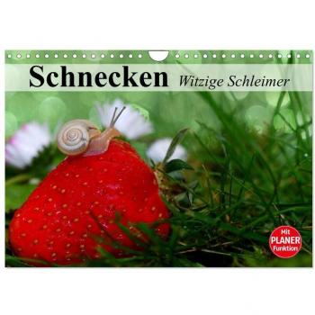 Schnecken. Witzige Schleimer (Wandkalender 2024 DIN A4 quer) CALVENDO Monatskalender