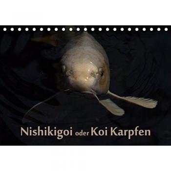 Nishikigoi oder Koi Karpfen