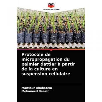 Protocole de micropropagation du palmier dattier à partir de la culture en suspension cellulaire