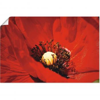 Wandaufkleber „Roter Mohn“ – 30 × 20 cm, rot