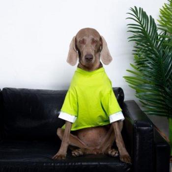 T-shirt fin pour Doberman