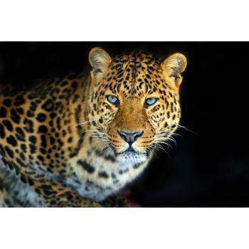 Afrikanischer Safari-Print: PaperMoon Leopard‑Katze‑Tiger‑Löwe‑Puma‑Jaguar Vliestapete