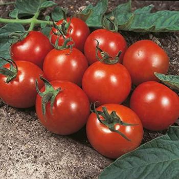 Shirley Kings Tomato Seed