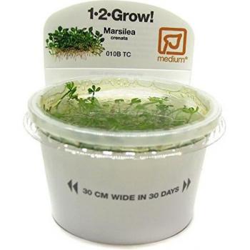 Marsilea minuta 1-2-Grow!