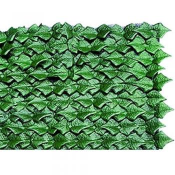 Haie Verte de Lierre