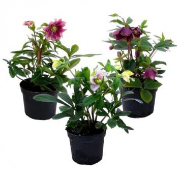 Florastore Infinito Aroma