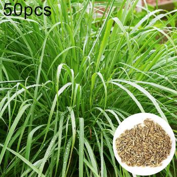 Graines de lemongrass SIJIALI