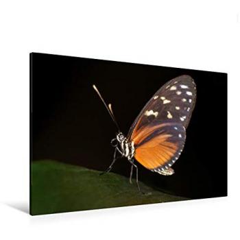 CALVENDO Tierfotos auf Textil-Leinwand 120x80 cm – Conny Krakowski
