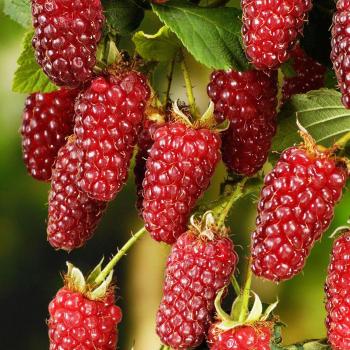50 Graines de Framboise Rouge Sans OGM