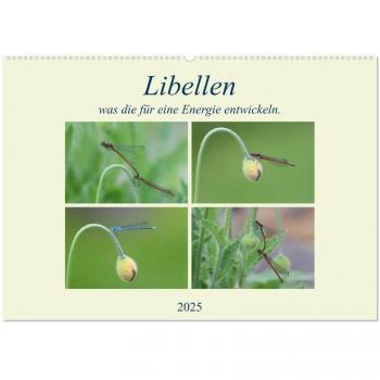 Rufotos, Rufotos: Libellen, was die für eine Energie entwickeln. (Wandkalender 2025 DIN A2 quer), CALVENDO Monatskalender