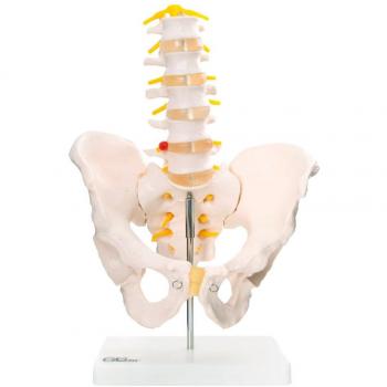 66fit Anatomical Hip Bone and Lumbar Vertebrae Replica