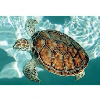 3D Tierkarte Schildkröte Wackelkarte