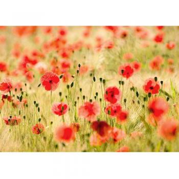Fototapete „Dream of Poppies“ (Vlies) 200 x 140 cm – Romantik Mohnfeld