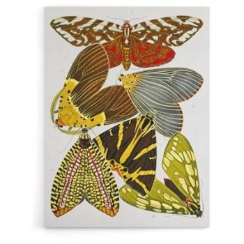 12x16 Vintage Butterfly Wall Art by Eugene Seguy