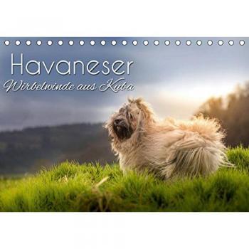 Havaneser
