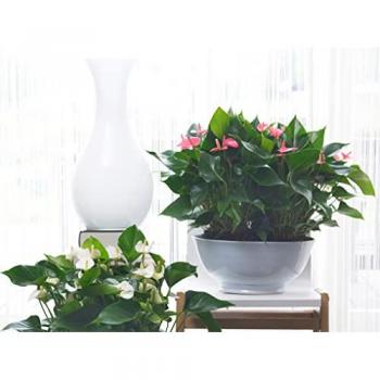 Anthurium 'Aristo' Rose