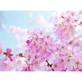 Papermoon Premium‑Vlies‑Tapete „Cherry Blossom“ – Kleisterfrei