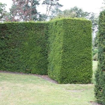 English Yew Tree (Taxus Baccata) – Small Evergreen, 9 cm, 20 cm Green Pot