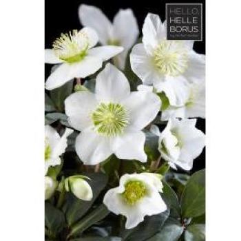 Rossetto Natalizio Helleborus XL per Piante