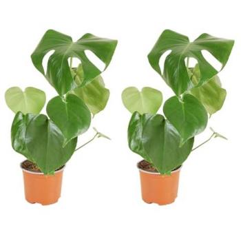 Monstera Deliciosa